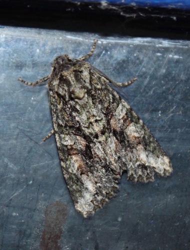 Dryobotodes eremita